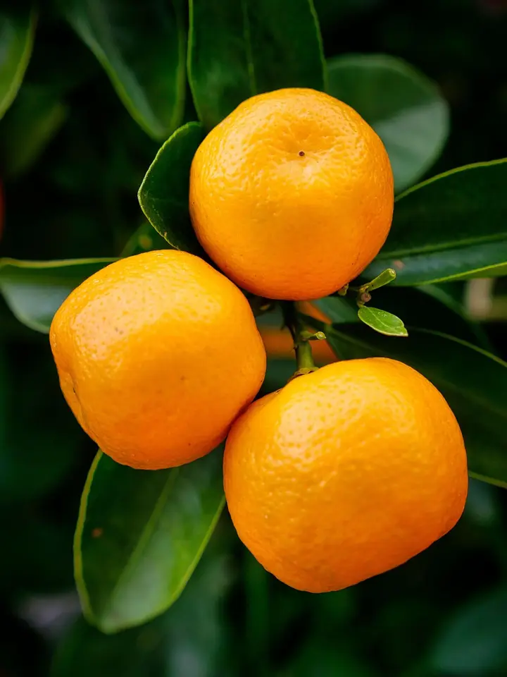 Vitamina C — Creamy