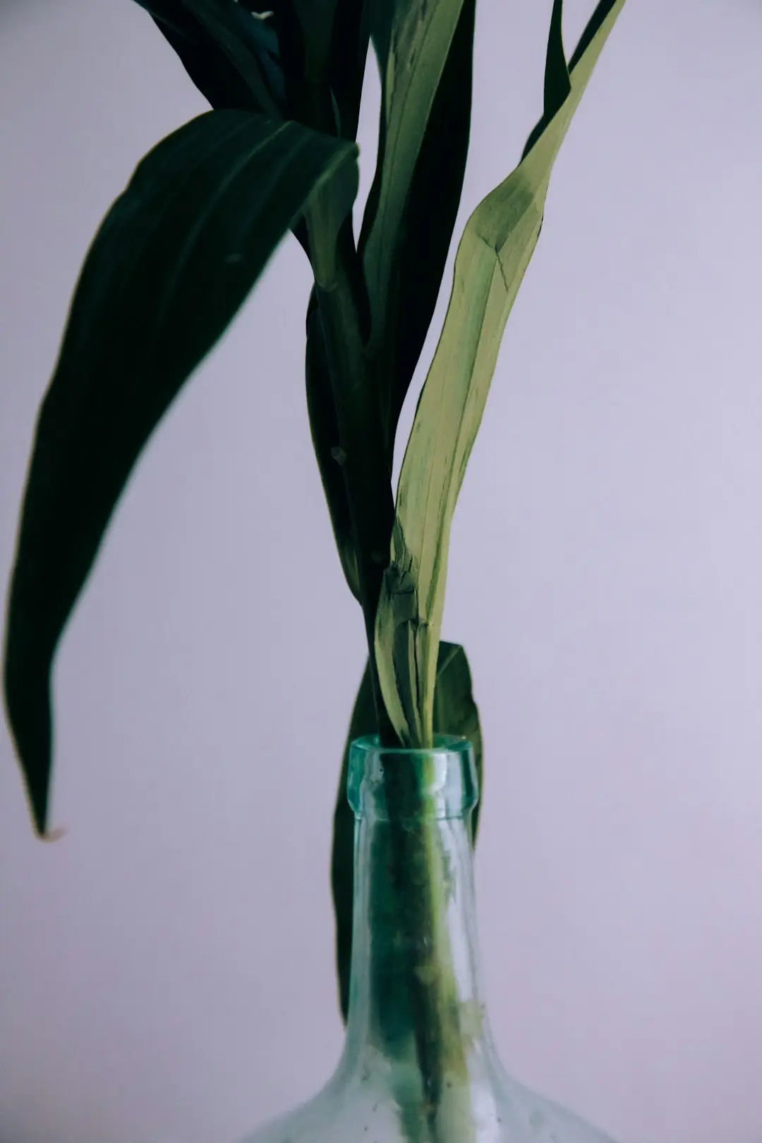 Heartleaf: a planta calmante dos toners coreanos